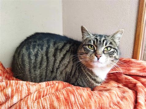 vizualizácia Schrödingerovej mačky