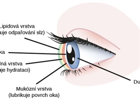 Ilustrácia ľudského oka s detailným zobrazením spojovky
