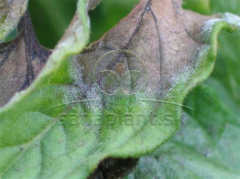 Ilustrácia plesne na listoch