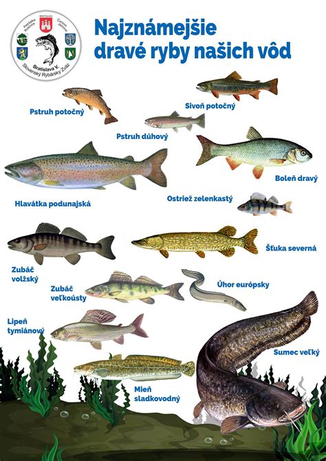 Symbolická fotografia dvoch rýb plávajúcich v opačných smeroch, symbolizujúca rozdielne vierovyznania.