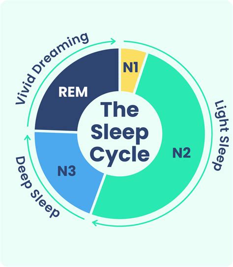 Diagram spánkového cyklu s fázami REM a NREM