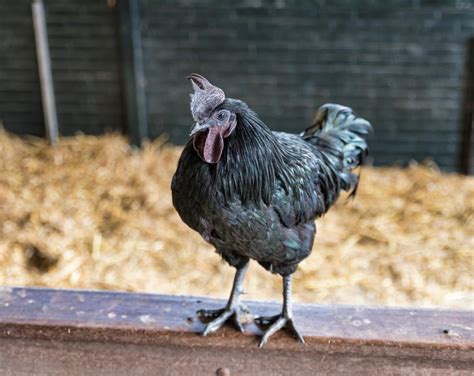 Čierna sliepka plemena Ayam Cemani