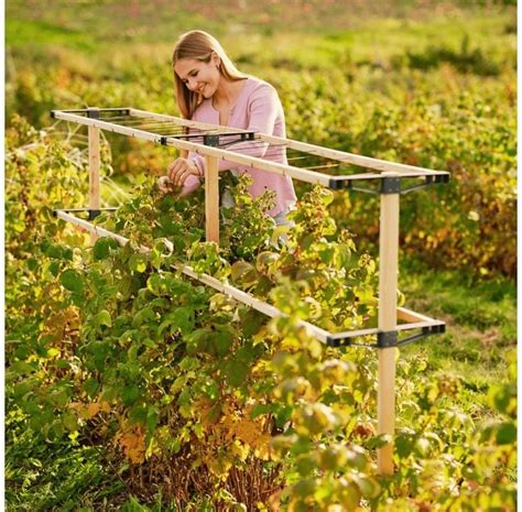 Oporná konštrukcia pre maliny