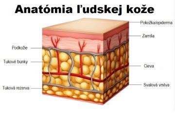 štruktúra ľudskej kože s vrstvami