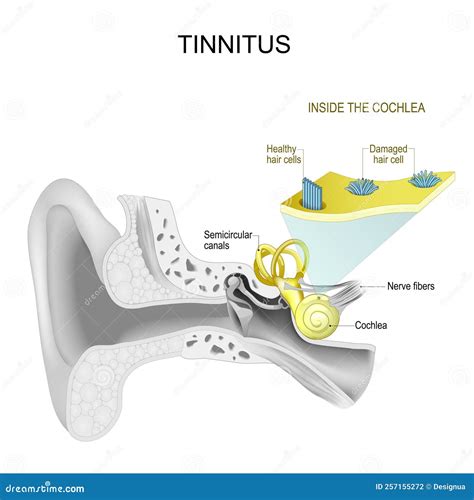 Infografika zobrazujúca vnútorné ucho a jeho úlohu v rovnováhe