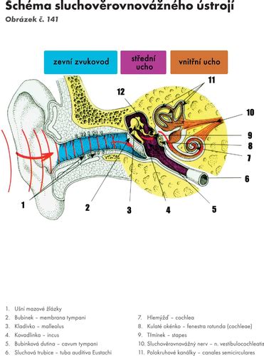 Diagram znázorňujúci labyrint v vnútornom uchu a jeho funkciu