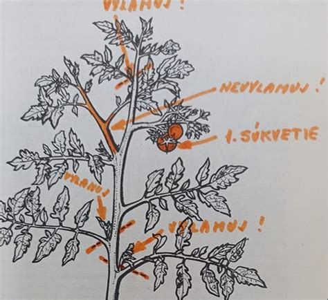 Diagram zobrazujúci typy prasklín na paradajke