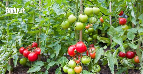 Zavlažovanie paradajok pri koreňoch