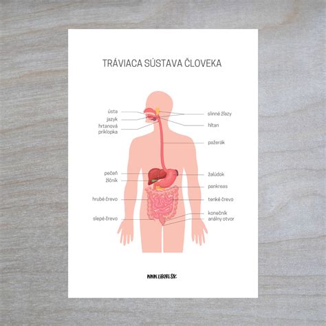 Ilustrácia znázorňujúca viscerálny tuk obklopujúci orgány v brušnej dutine.