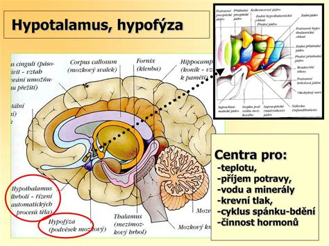 Ilustrácia znázorňujúca os hypotalamus-hypofýza-nadoblička a vplyv kortizolu.