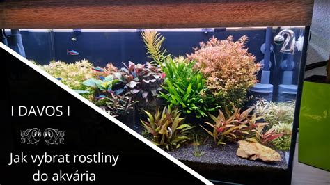 Akvárium so zasadenými rastlinami