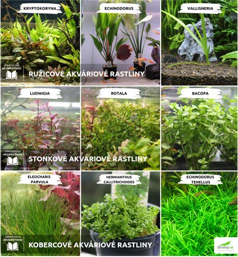 Rôzne typy akváriových rastlín