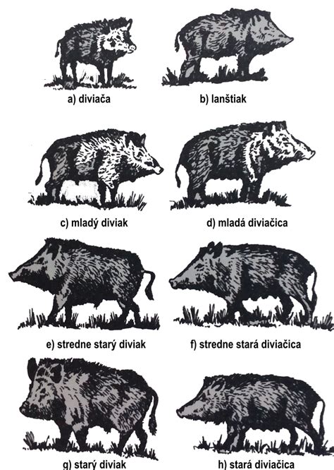Ilustrácia s rôznymi masťami a nádobkami
