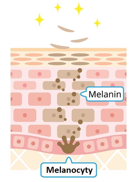 Melanocyty produkujúce melanín v koži