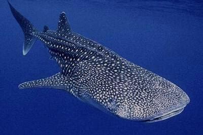 Obrovský žralok veľrybí filtrujúci vodu