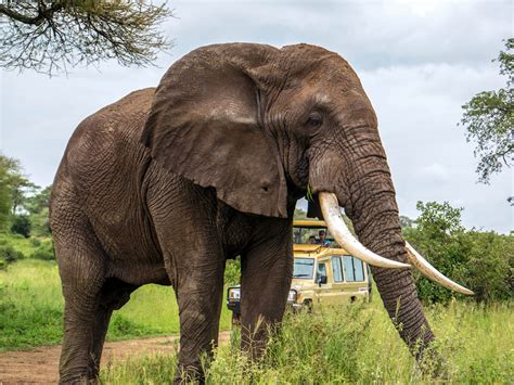 Slon africký s typickým chobotom