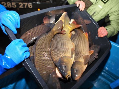 Vianočné trhy s predajom živých kaprov