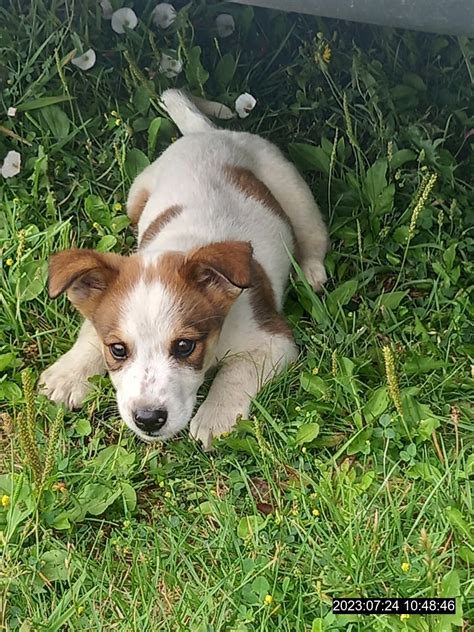 Šteniatko odpočívajúce počas prechádzky