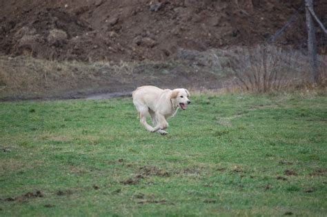 Šteňa učiac sa povel sadni