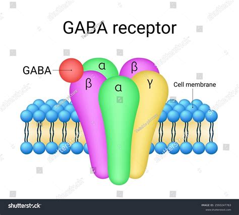Diagram zobrazujúci GABA receptor a pôsobenie benzodiazepínov
