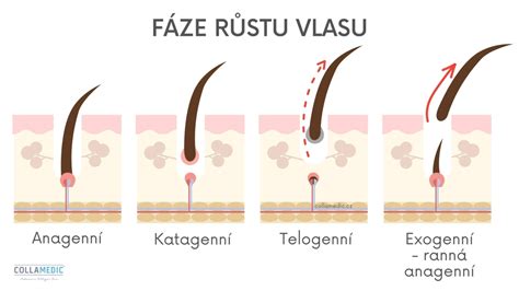 Diagram zobrazujúci účinky kofeínu na vlasový folikul