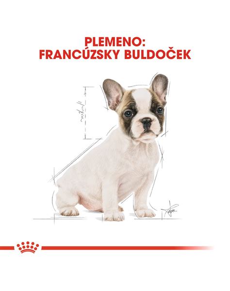 Diagram hlavy francúzskeho buldočka s vyznačenými charakteristickými znakmi