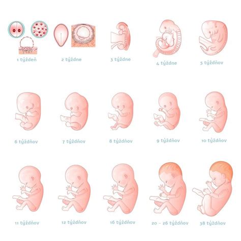 Schéma vývoja embrya v 6. týždni tehotenstva
