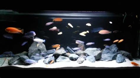 Akvárium s americkými cichlidami