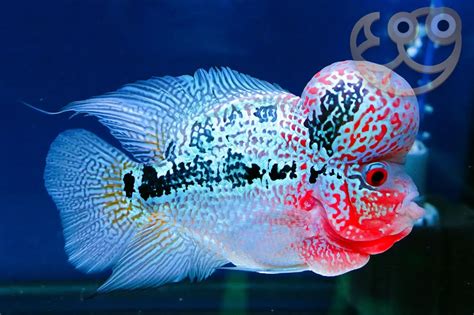 Ázijská cichlida Flowerhorn