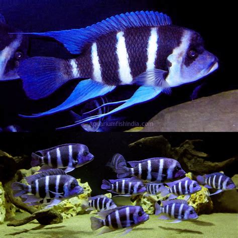 Cyphotilapia Frontosa v akváriu