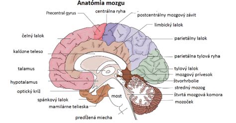 Schematické znázornenie mozgu s vyznačenými oblasťami zodpovednými za spracovanie stimulov u introvertov a extrovertov.