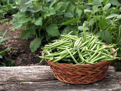 Zelená fazuľka v miske