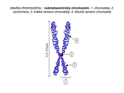 Infografika zobrazujúca štruktúru DNA a chromozómu 7 s označením génu CFTR.