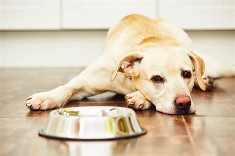 Pes s miskou plnou jedla, ale bez záujmu