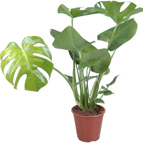 Monstera skvelá
