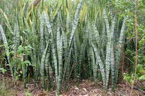 Sansevieria trojpása