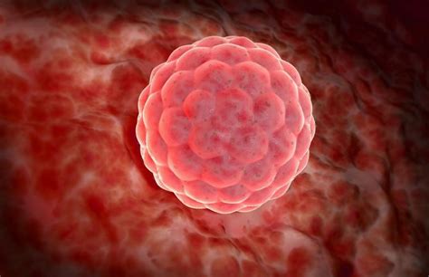 Diagram znázorňujúci uhniezďovanie oplodneného vajíčka v maternici