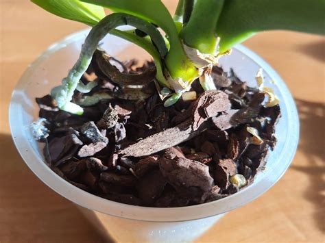 Detail zdravých, zelených vzdušných koreňov orchidey