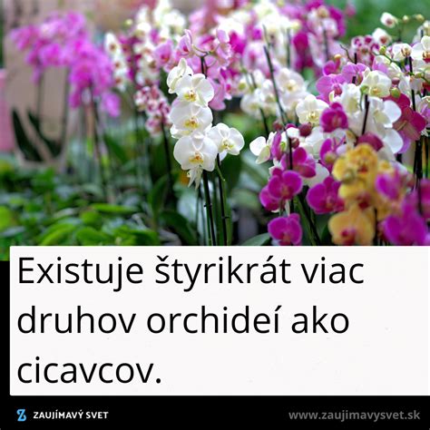 Kolekcia rôznych druhov orchideí