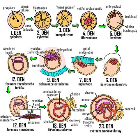 Ilustrácia postupného delenia embrya od zygoty po morulu