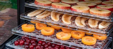 Sklizeň zralého ovoce pro sušení