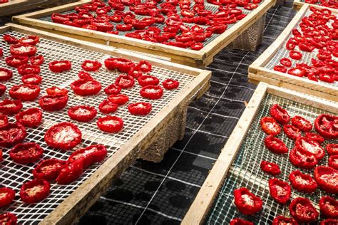 Ovoce rozložené na sušících platech v sušičce