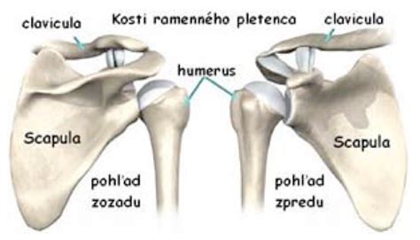 Ilustrácia ramenného kĺbu s vyznačenými štruktúrami