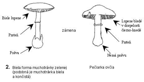 Ilustrácia muchotrávky zelenej s varovnými symbolmi