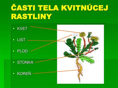 Ilustrácia kvitnúcej rastliny v púšti