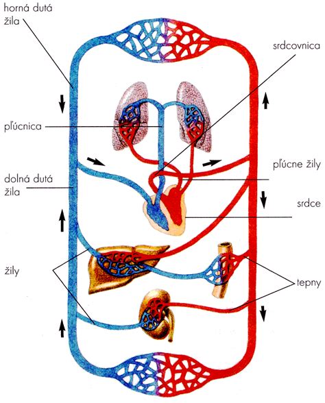 Schéma prietoku krvi v tele