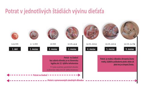 Zobrazenie embrya v maternici