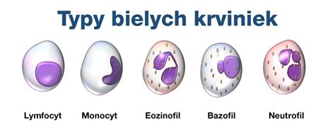 Ilustrácia rôznych typov bielych krviniek