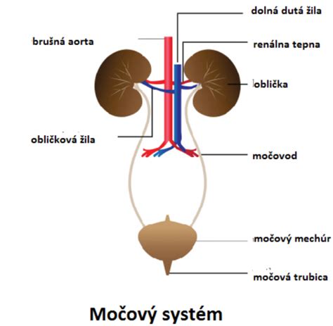Infografika znázorňujúca ženský a mužský močový systém s vyznačenými bežnými miestami infekcie