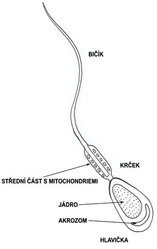 Ilustrácia ľudskej spermie s detailne popísanými časťami: hlavička, krčok a bičík.